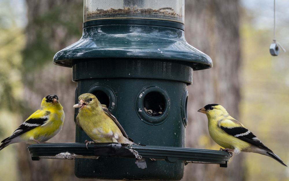 Goldfinch.<br />May 1, 2015 - At home in Merrimac, Massachusetts.
