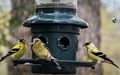 Goldfinch.<br />May 1, 2015 - At home in Merrimac, Massachusetts.