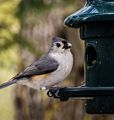 Tufted titmouse.<br />May 1, 2015 - At home in Merrimac, Massachusetts.