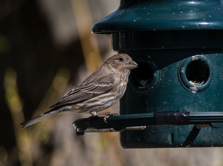 Female house finch.<br />May 2, 2015 - At home in Merrimac, Massachusetts.