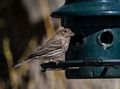 Female house finch.<br />May 2, 2015 - At home in Merrimac, Massachusetts.