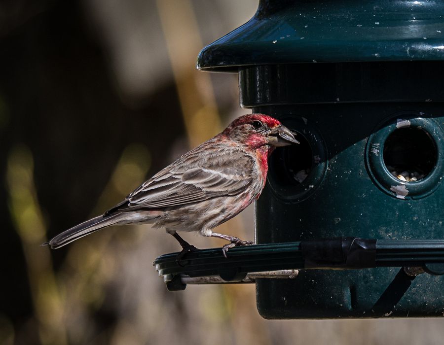 Male house finch.<br />May 2, 2015 - At home in Merrimac, Massachusetts.