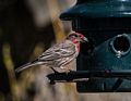 Male house finch.<br />May 2, 2015 - At home in Merrimac, Massachusetts.