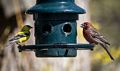 Goldfinch and a male house finch.<br />May 2, 2015 - At home in Merrimac, Massachusetts.