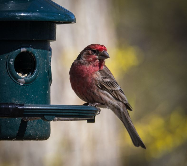 Male house finch.<br />May 2, 2015 - At home in Merrimac, Massachusetts.