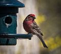 Male house finch.<br />May 2, 2015 - At home in Merrimac, Massachusetts.