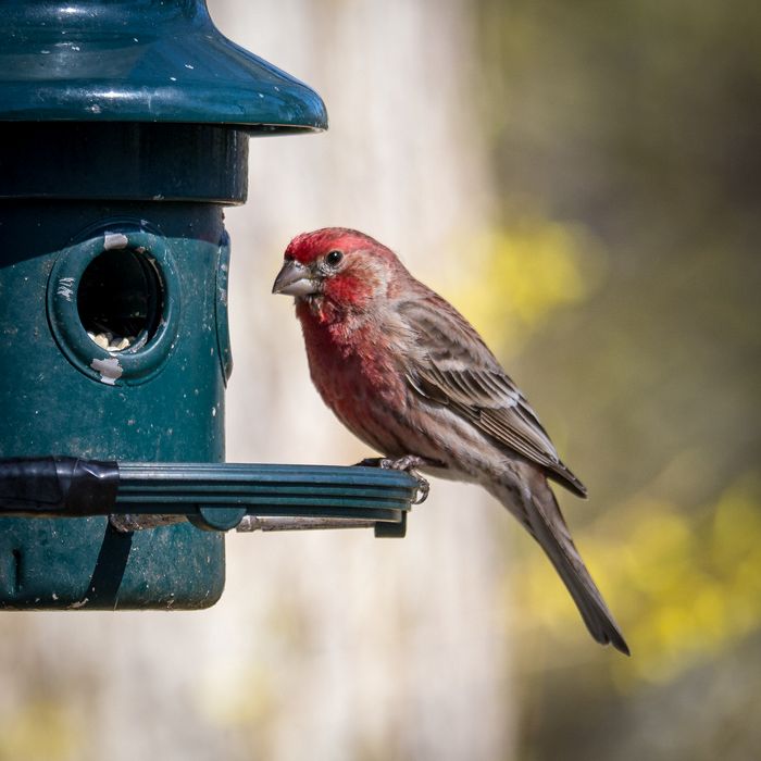 Male house finch.<br />May 2, 2015 - At home in Merrimac, Massachusetts.