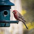 Male house finch.<br />May 2, 2015 - At home in Merrimac, Massachusetts.