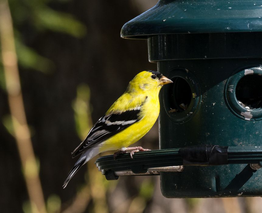 Goldfinch.<br />May 4, 2015 - At home in Merrimac, Massachusetts.