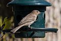 House finch.<br />May 4, 2015 - At home in Merrimac, Massachusetts.