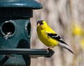 Goldfinch.<br />May 4, 2015 - At home in Merrimac, Massachusetts.