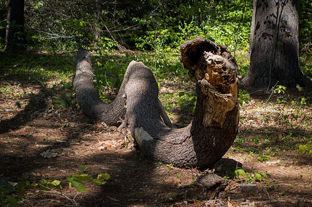 May 13, 2015 - Maudslay State Park, Newburyport, Massachusetts.