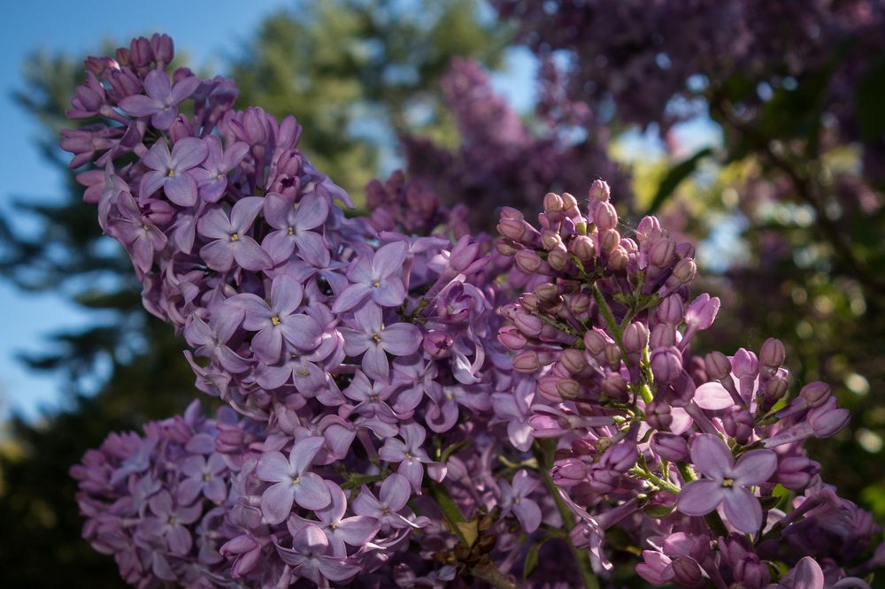 May 13, 2015 - Maudslay State Park, Newburyport, Massachusetts.