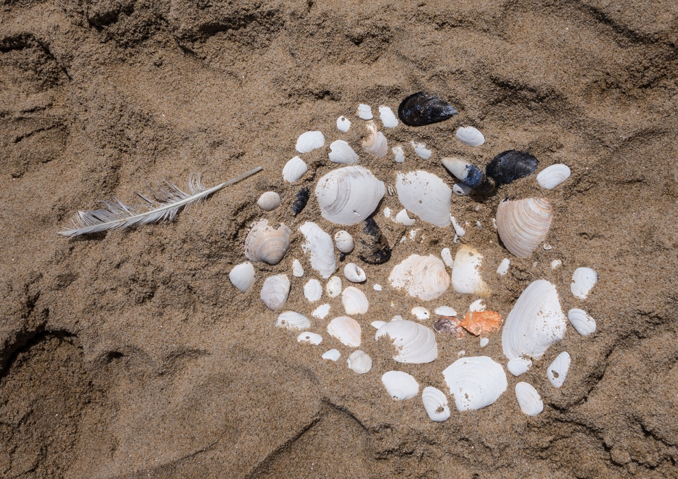 Alina's work at the beach.<br />June 13, 2015 - Parker River National Wildlife Refuge, Massachusetts.