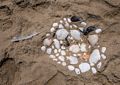 Alina's work at the beach.<br />June 13, 2015 - Parker River National Wildlife Refuge, Massachusetts.