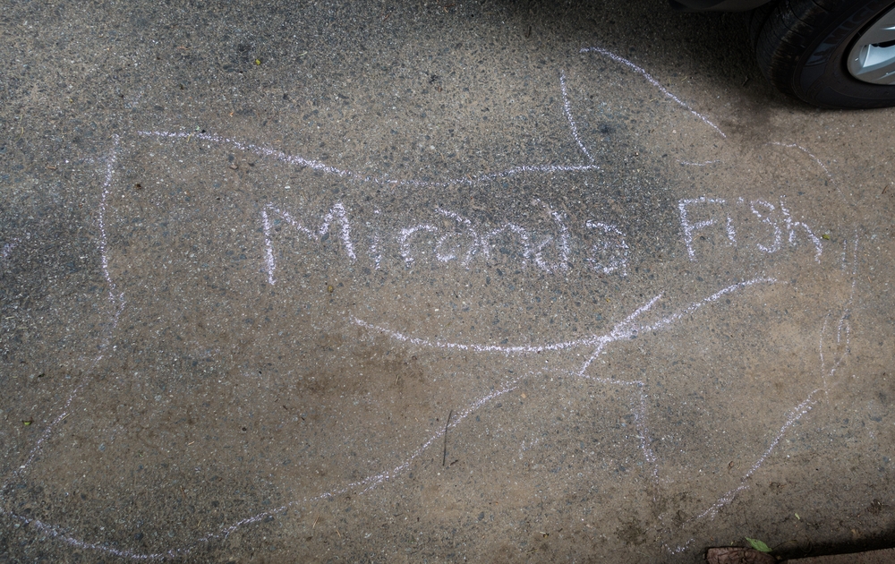 Miranda fish.<br />June 14, 2015 - At home in Merrimac, Massachusetts.