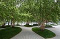 Birches in the Wharf District Park.<br />June 16, 2015 - Along the Greenway in Boston, Massachusetts.