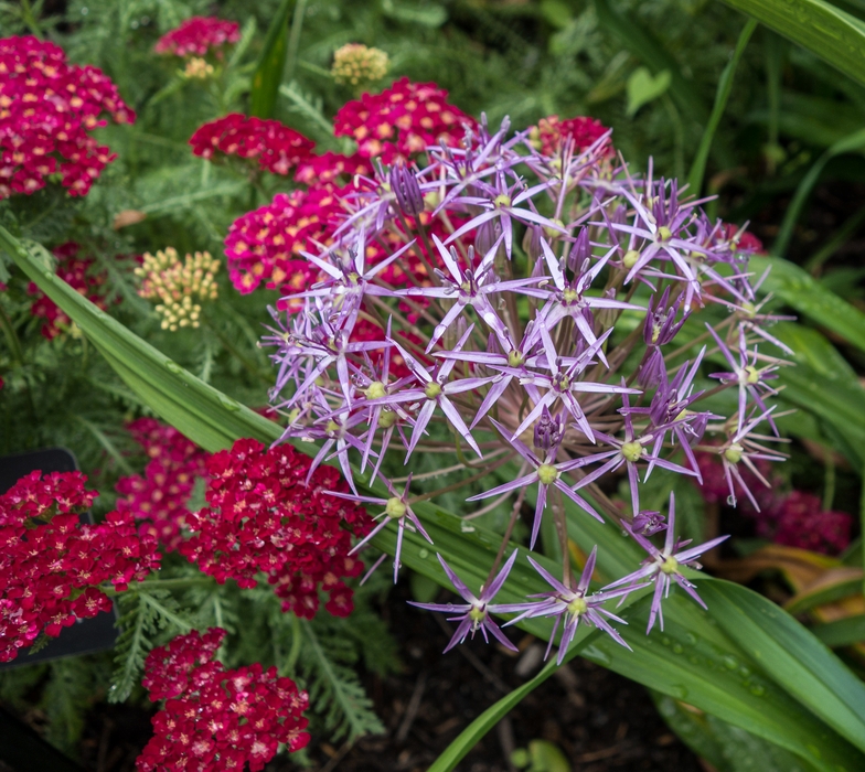 Flowers along the Greenway paths.<br />June 16, 2015 - Along the Greenway in Boston, Massachusetts.