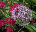 Flowers along the Greenway paths.<br />June 16, 2015 - Along the Greenway in Boston, Massachusetts.