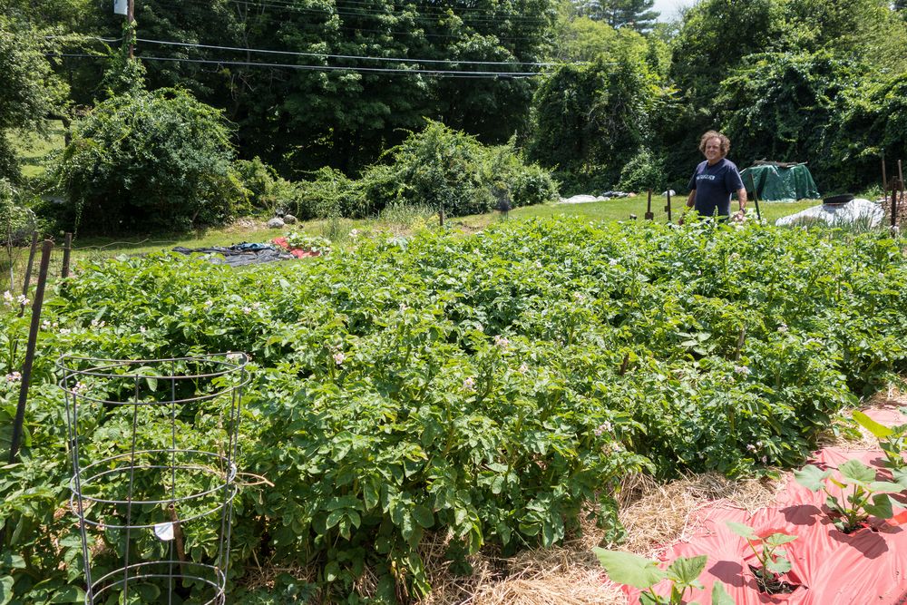 Paul and his potato plants.<br />July 10, 2015 - At Paul and Norma's in Tewksbury, Massachusetts.