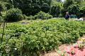 Paul and his potato plants.<br />July 10, 2015 - At Paul and Norma's in Tewksbury, Massachusetts.