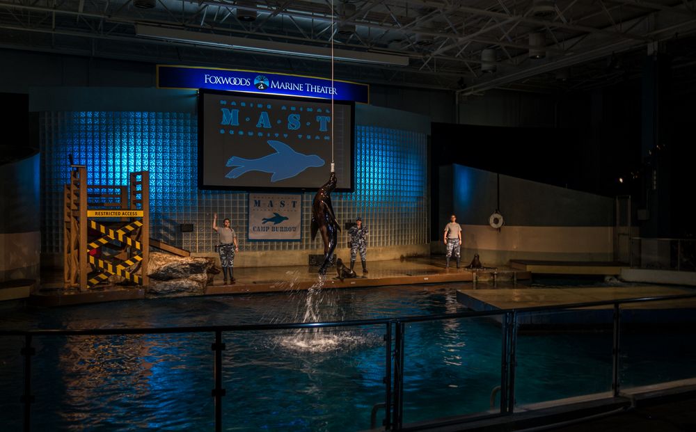At the Sea Lion Show.<br />July 13, 2015 - Aquarium in Mystic, Connecticut.