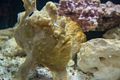 Giant Frogfish.<br />July 13, 2015 - Aquarium in Mystic, Connecticut.