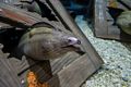 Moray eel.<br />July 13, 2015 - Aquarium in Mystic, Connecticut.