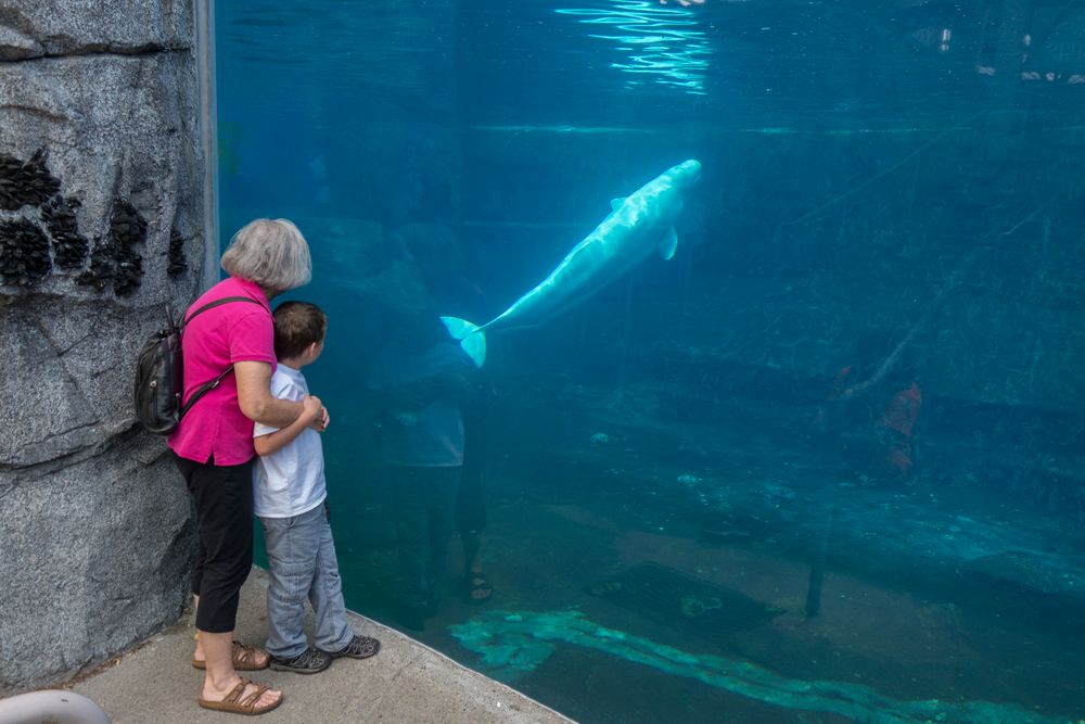 Joyce and Matthew watching a beluga whale.<br />July 13, 2015 - Aquarium in Mystic, Connecticut.