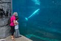 Joyce and Matthew watching a beluga whale.<br />July 13, 2015 - Aquarium in Mystic, Connecticut.