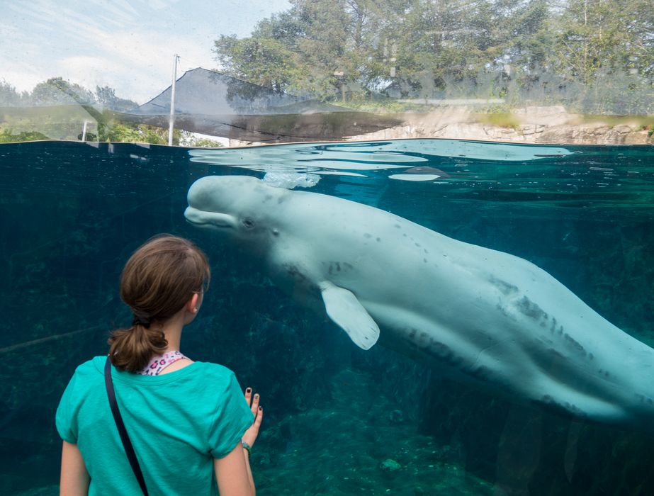 A stranger fascinated by a beluga whale.<br />July 13, 2015 - Aquarium in Mystic, Connecticut.