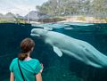 A stranger fascinated by a beluga whale.<br />July 13, 2015 - Aquarium in Mystic, Connecticut.