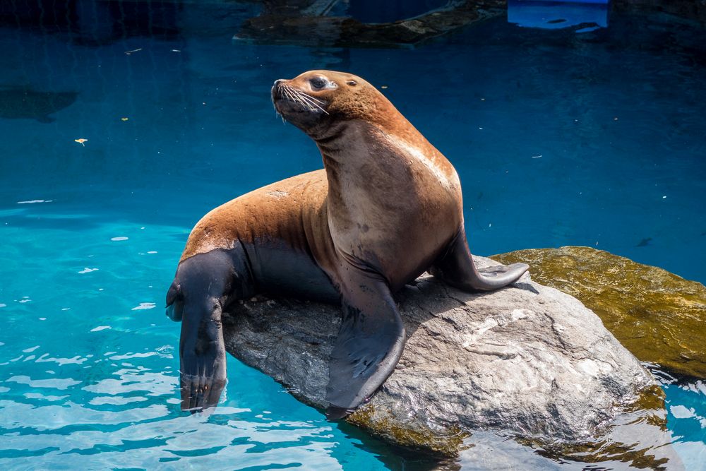 Sea lion.<br />July 13, 2015 - Aquarium in Mystic, Connecticut.