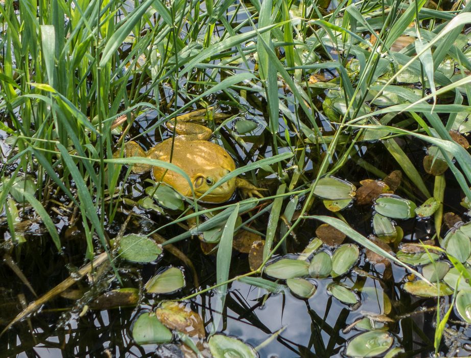 Biggest bull frog I ever saw.<br />July 13, 2015 - Aquarium in Mystic, Connecticut.