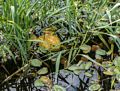 Biggest bull frog I ever saw.<br />July 13, 2015 - Aquarium in Mystic, Connecticut.