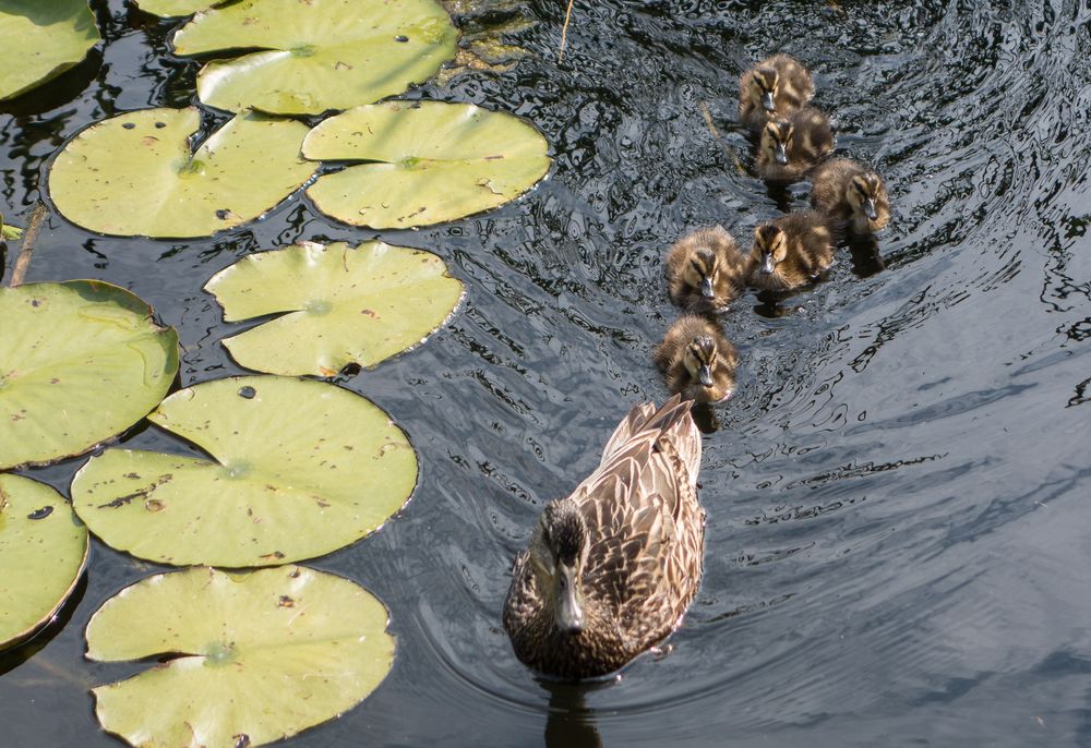 Duck with ducklings.<br />July 13, 2015 - Aquarium in Mystic, Connecticut.