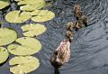 Duck with ducklings.<br />July 13, 2015 - Aquarium in Mystic, Connecticut.