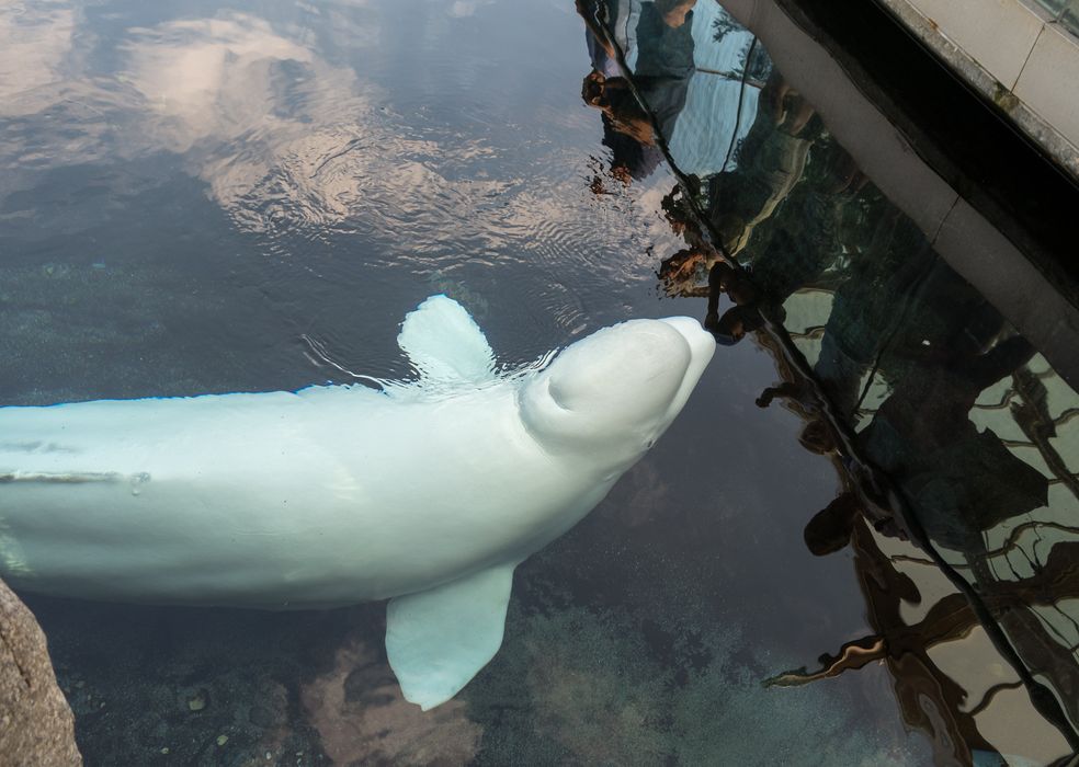 A beluga whale.<br />July 13, 2015 - Aquarium in Mystic, Connecticut.