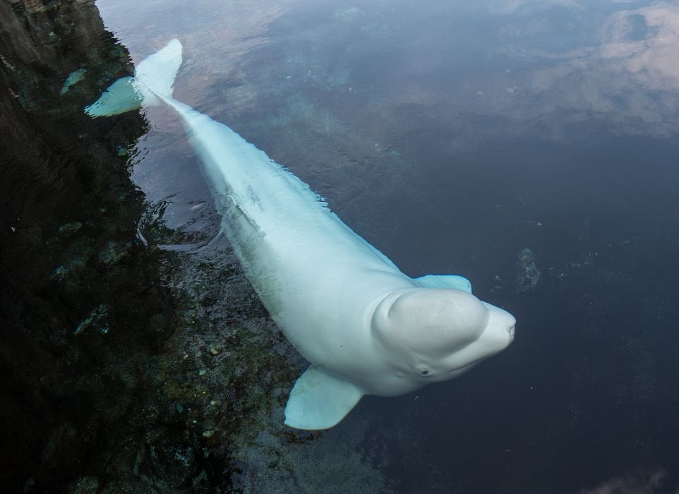 A beluga whale.<br />July 13, 2015 - Aquarium in Mystic, Connecticut.
