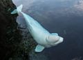 A beluga whale.<br />July 13, 2015 - Aquarium in Mystic, Connecticut.