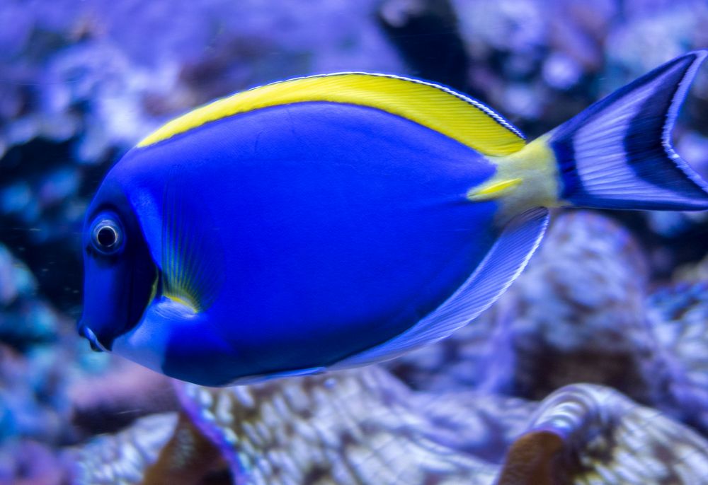 A powder blue tang.<br />July 13, 2015 - Aquarium in Mystic, Connecticut.