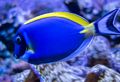 A powder blue tang.<br />July 13, 2015 - Aquarium in Mystic, Connecticut.