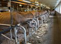 Cows, producers of milk.<br />July 14, 2015 - Biliings Farm and Museum in Woodstock, Vermont.