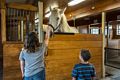 Miranda and Matthew and a big draft horse.<br />July 14, 2015 - Biliings Farm and Museum in Woodstock, Vermont.