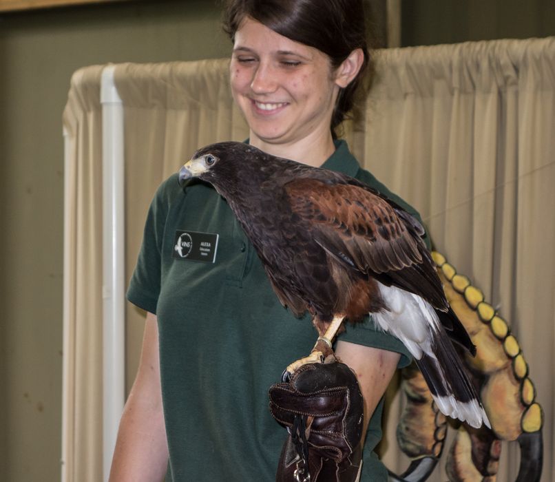 Harris' hawk.<br />July 15, 2015 - Vermont Institute of Natural Science, Quechee, Vermont.