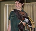 Harris' hawk.<br />July 15, 2015 - Vermont Institute of Natural Science, Quechee, Vermont.