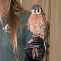 American kestrel.<br />July 15, 2015 - Vermont Institute of Natural Science, Quechee, Vermont.