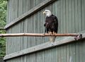 Bald eagle.<br />July 15, 2015 - Vermont Institute of Natural Science, Quechee, Vermont.