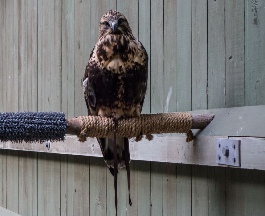 July 15, 2015 - Vermont Institute of Natural Science, Quechee, Vermont.
