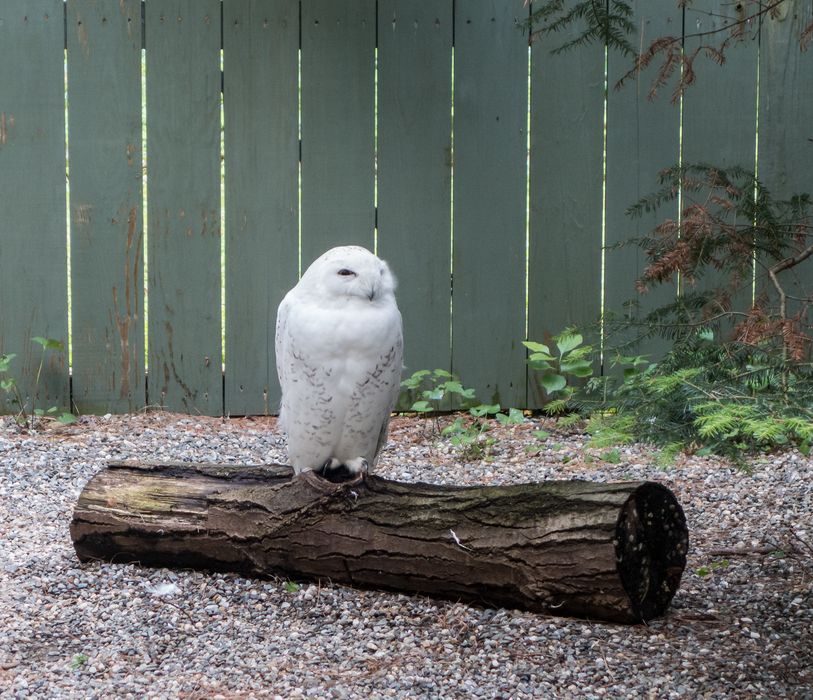 Snowy owl (male).<br />July 15, 2015 - Vermont Institute of Natural Science, Quechee, Vermont.